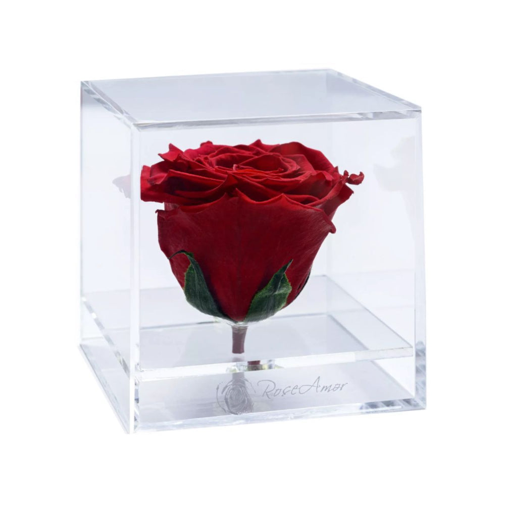 Red rose in a transparent cube on a white background